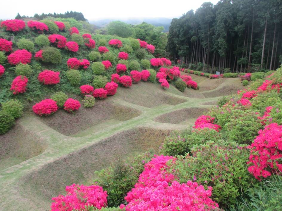 山中城跡ツツジ